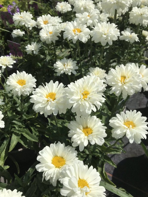 Leucanthemum ircutianum
