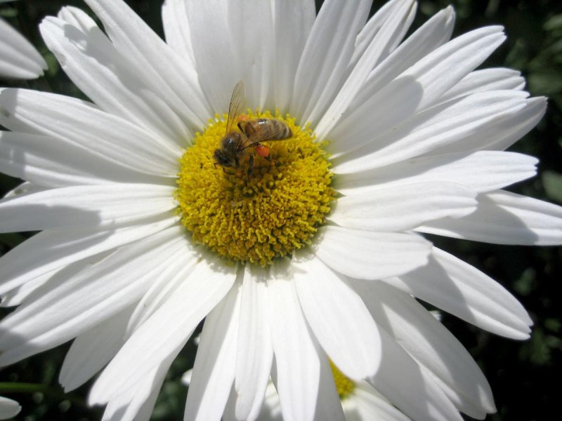 Leucanthemum Shapcott Gossamer