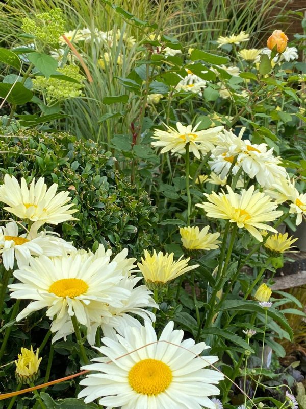 Хризантема Leucanthemum