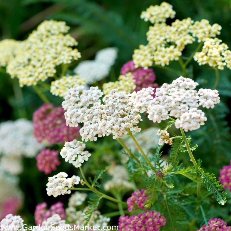 Тысячелистник (Achillea millefolium)