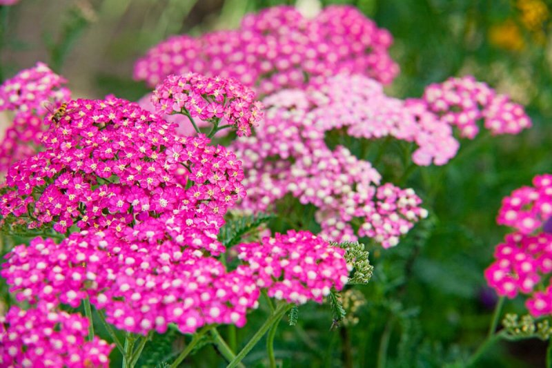 Ахиллея (тысячелистник) millefolium