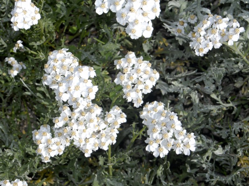 Тысячелистник Achillea lewisii King Edward
