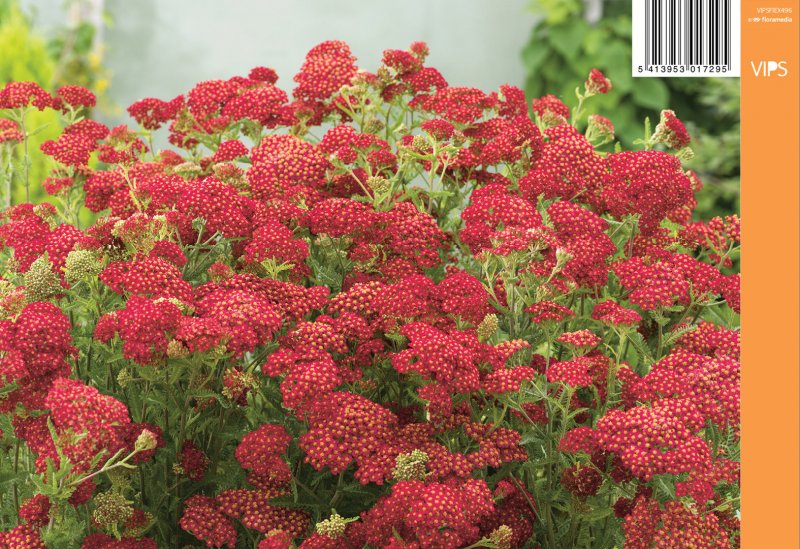 Ахиллея (тысячелистник) millefolium