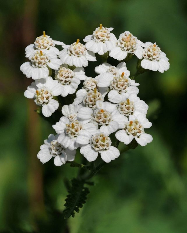 Тысячелистник обыкновенный (Achillea millefolium)
