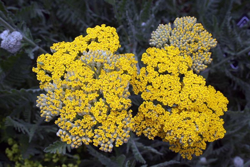 Ахиллея (тысячелистник) millefolium