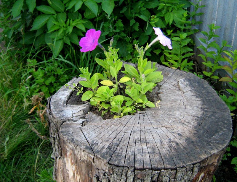 Подснежники из фетра