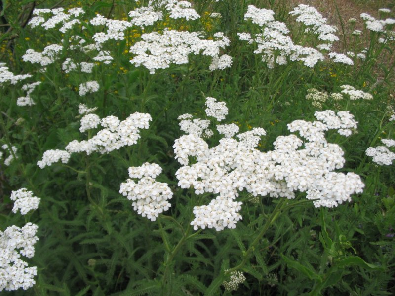 Тысячелистник обыкновенный (Achillea millefolium)