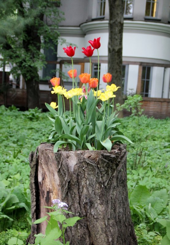 И даже пень в весенний день