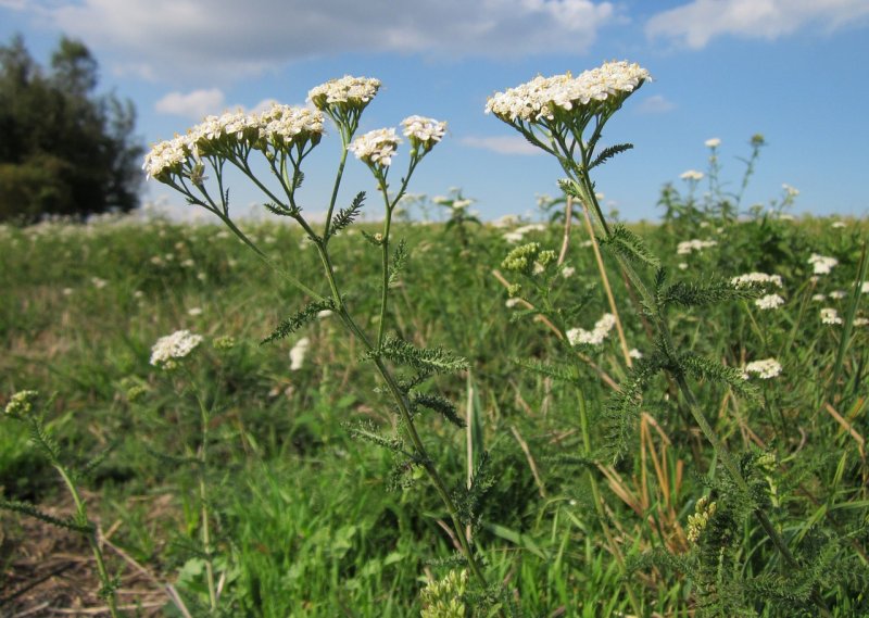 Тысячелистник таволговый (Achillea filipendulina)