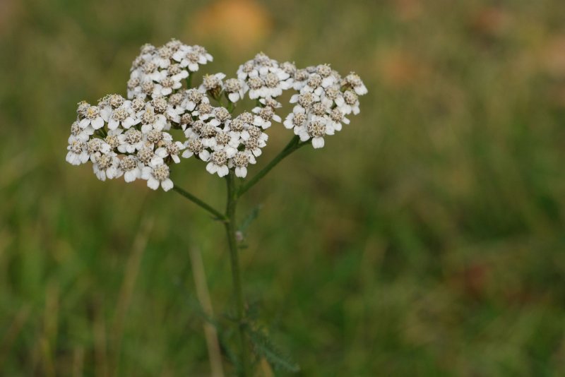 Achillea millefolium розовый
