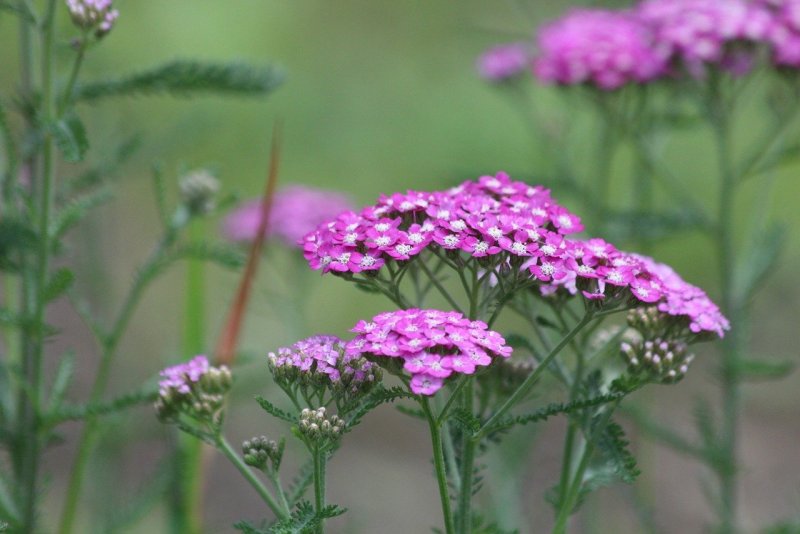 Тысячелистник (Achillea)