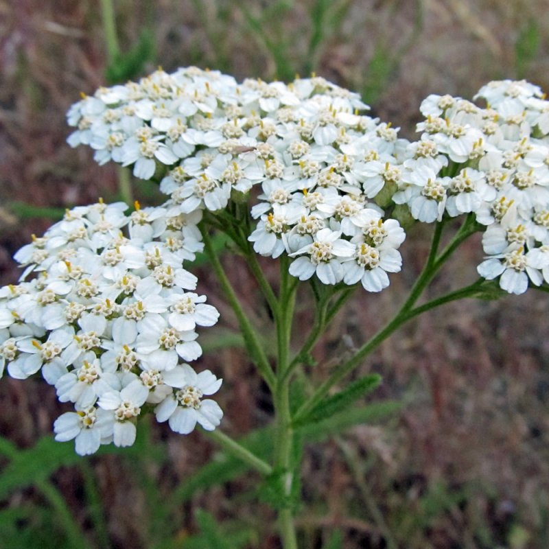 Ахиллея (тысячелистник) millefolium