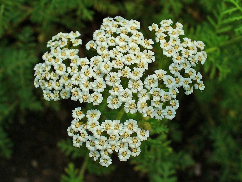 Ахиллея (тысячелистник) millefolium