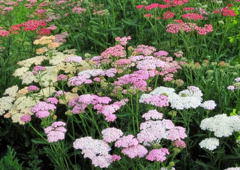 Тысячелистник (Achillea)