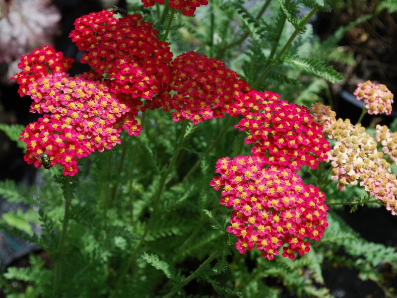 Achillea millefolium цветок