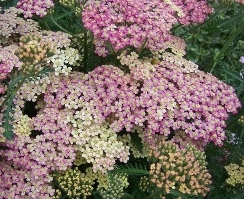 Тысячелистник Achillea "Red Velvet"