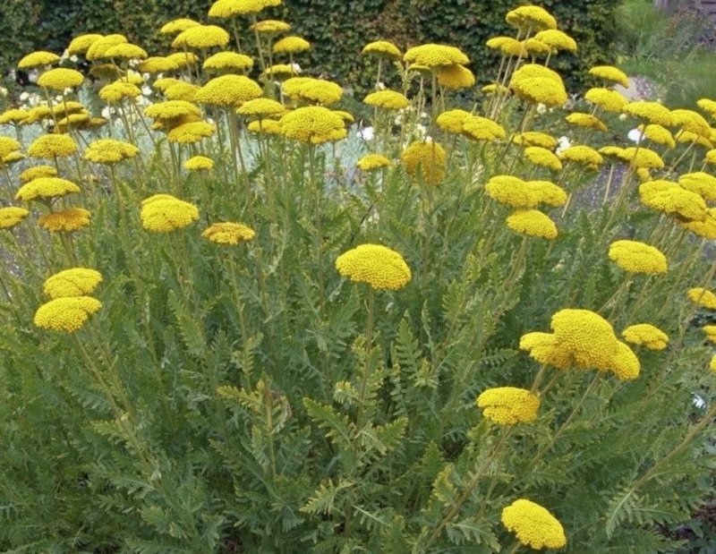 Тысячелистник обыкновенный (Achillea millefolium)