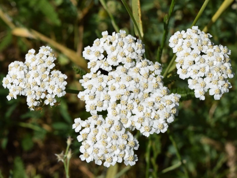 Тысячелистник обыкновенный (Achillea millefolium)