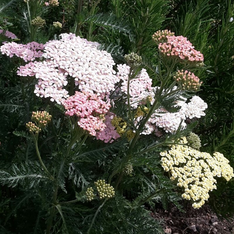 Тысячелистник Achillea kellereri