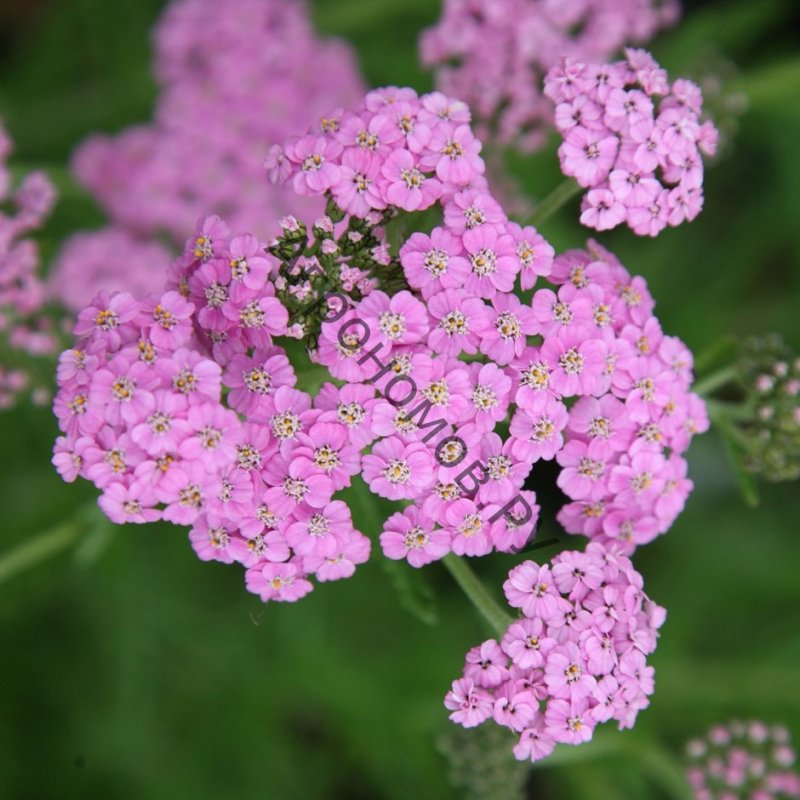 Тысячелистник (Achillea millefolium)