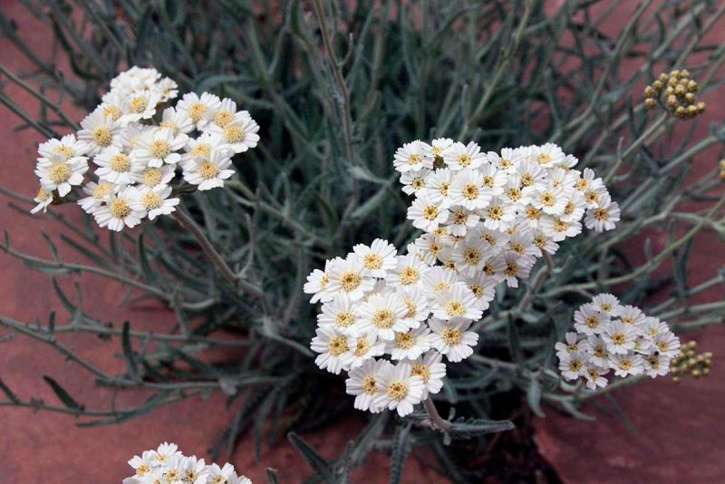 Achillea millefolium Tricolor