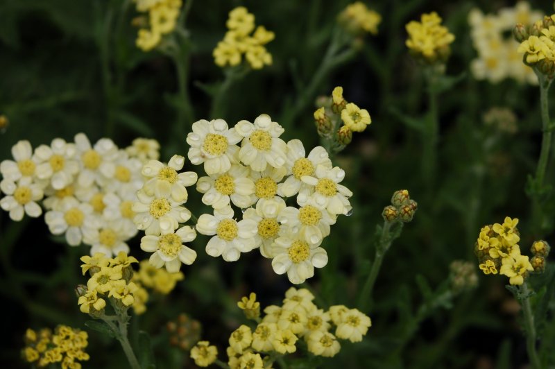 Ахиллея (тысячелистник) millefolium