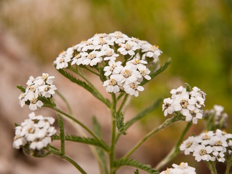 Тысячелистник кредо (Achillea Credo