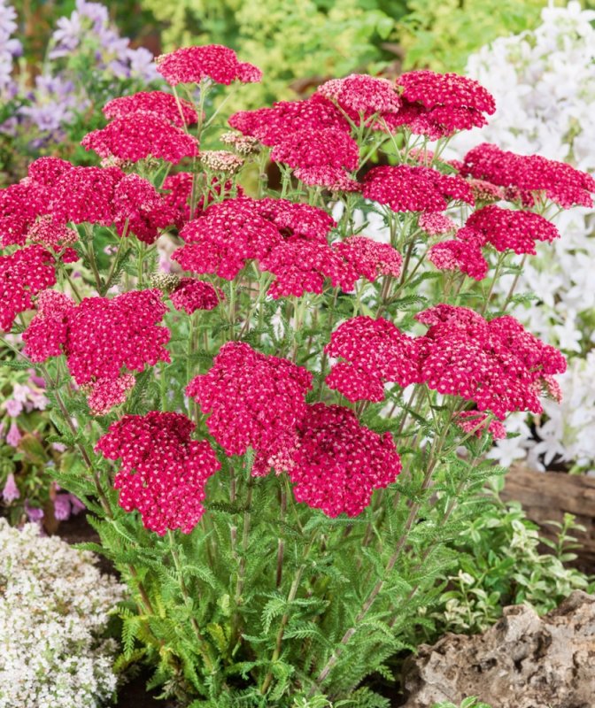 Ахиллея (тысячелистник) millefolium