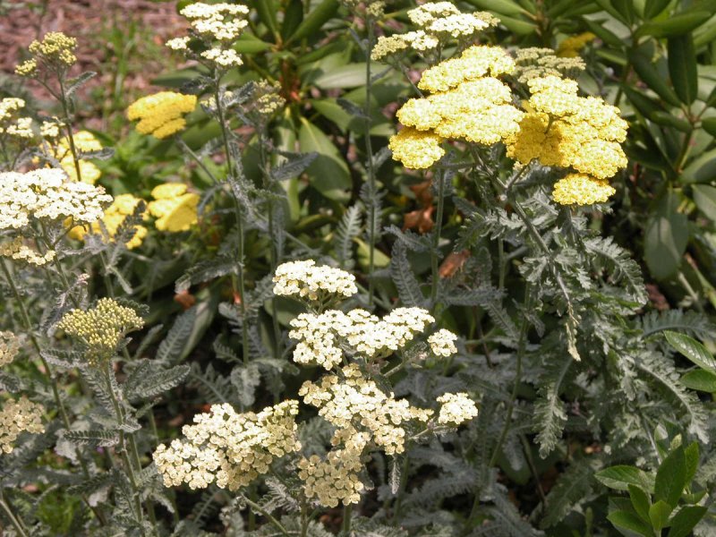 Тысячелистник обыкновенный (Achillea millefolium)