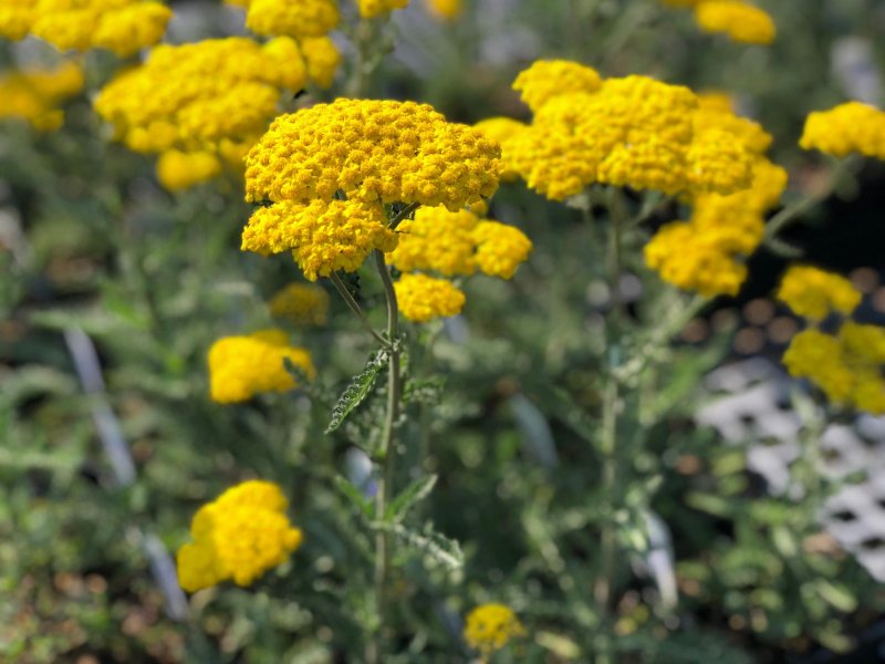 Тысячелистник зонтичный Achillea umbellata