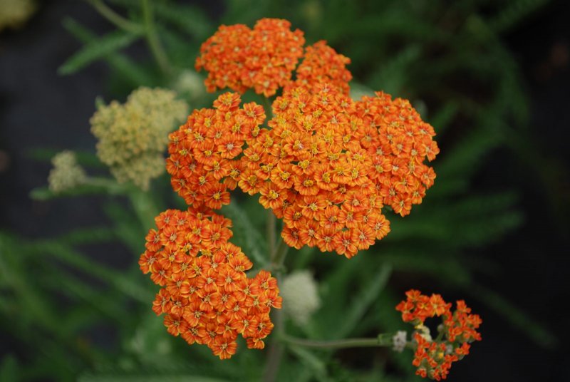 Тысячелистник Achillea Terracotta