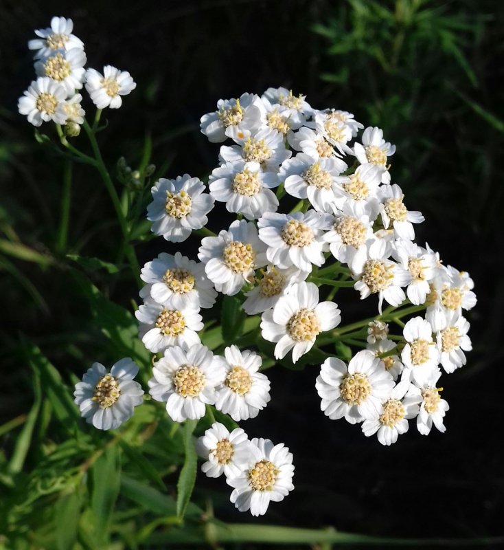 Ахиллея (тысячелистник) millefolium
