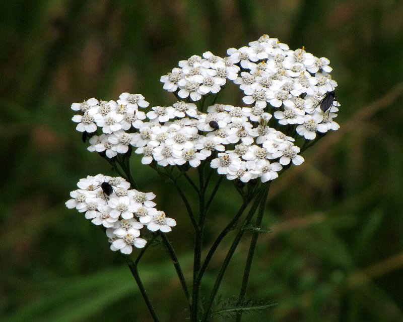 Тысячелистник Achillea "Tricolor"