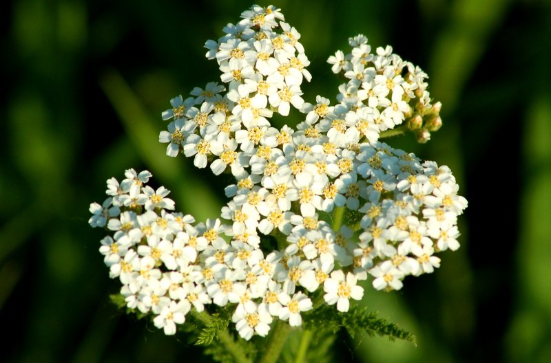 Тысячелистник Achillea moonshine