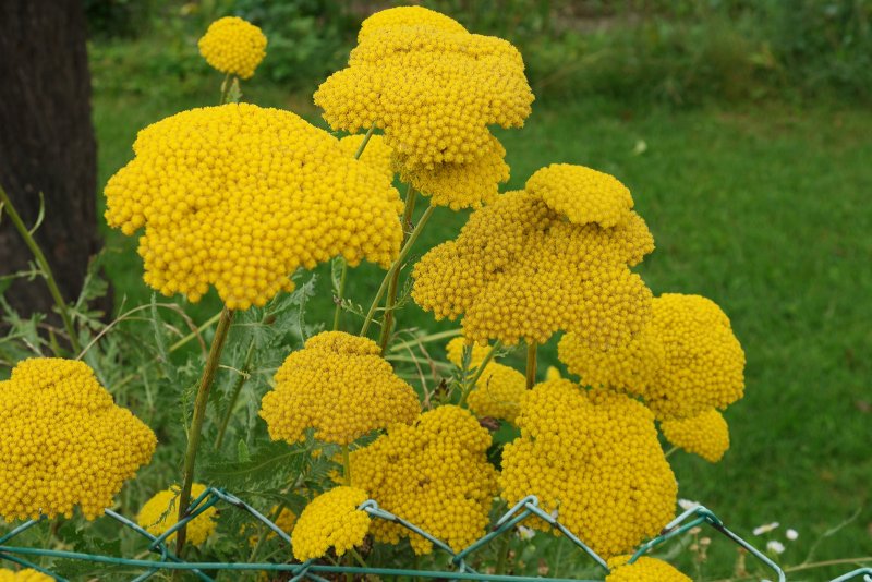 Тысячелистник обыкновенный (Achillea millefolium)