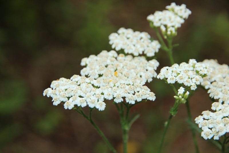 Тысячелистник таволговый (Achillea filipendulina)