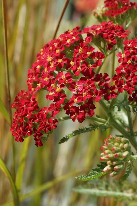 Тысячелистник Achillea paprika