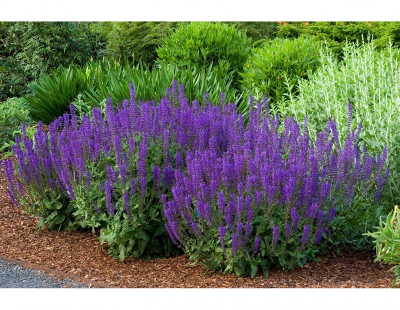 Шалфей Дубравный (Nepeta faassenii)