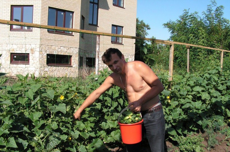 Огурцы на даче