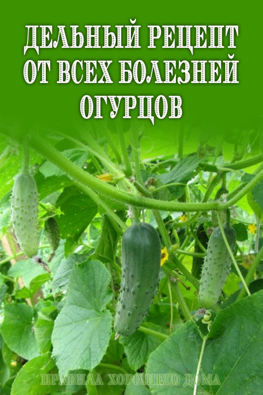 Фото огурцы на огороде (71 фото)