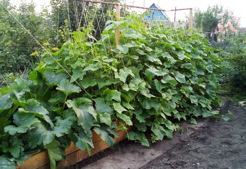 Грядка для огурцов