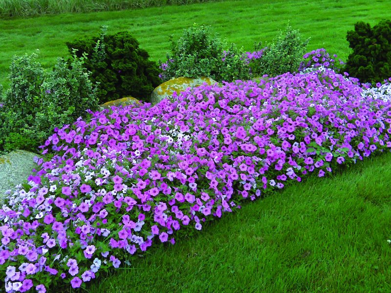 Петуния Королевская клумба