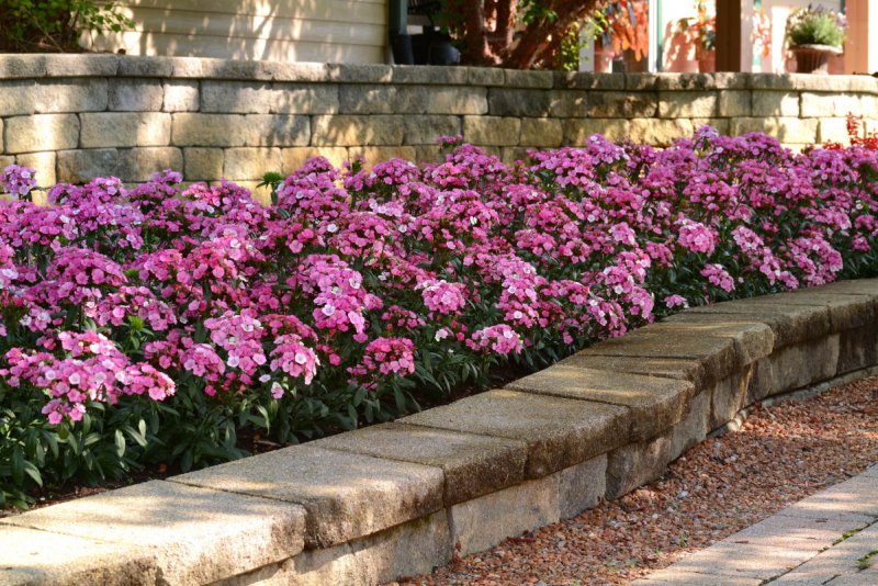 Dianthus Jolt