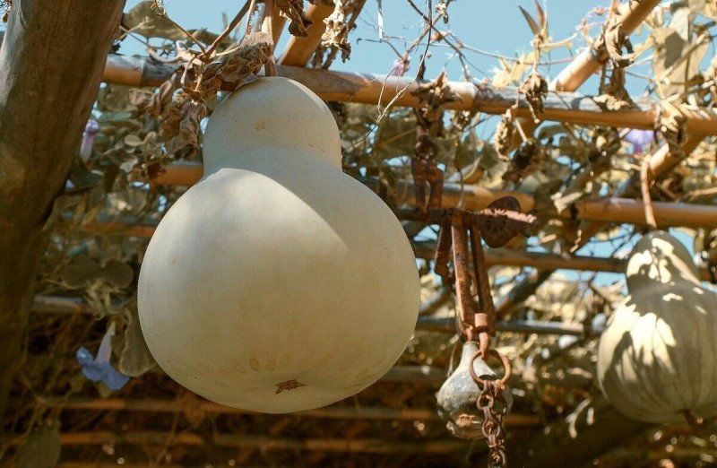 Lagenaria siceraria