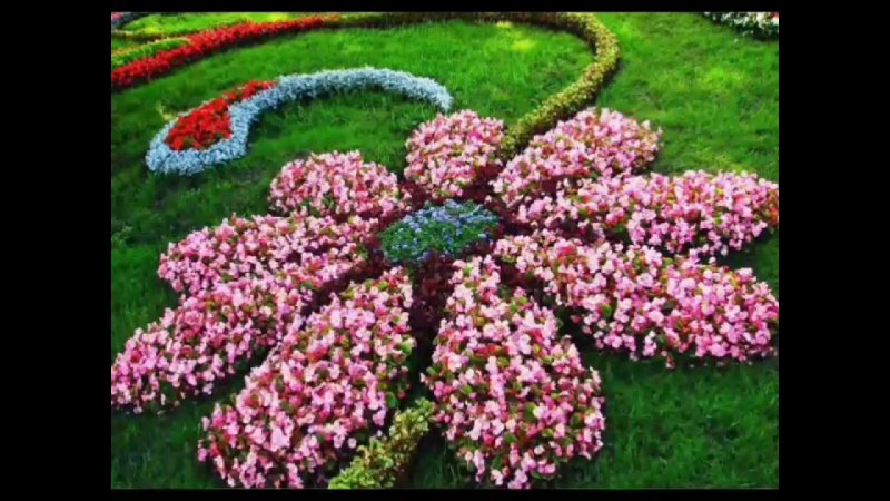 Камнеломки в рабатке