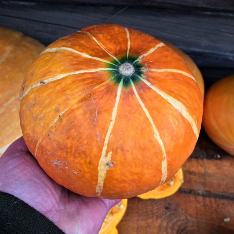 Тыква kleine bicolor