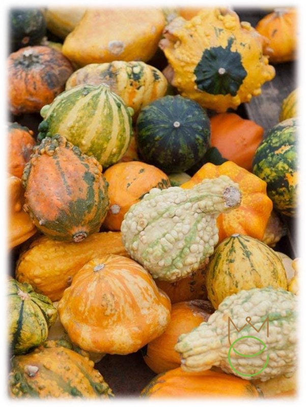 Butternut Squash тыква