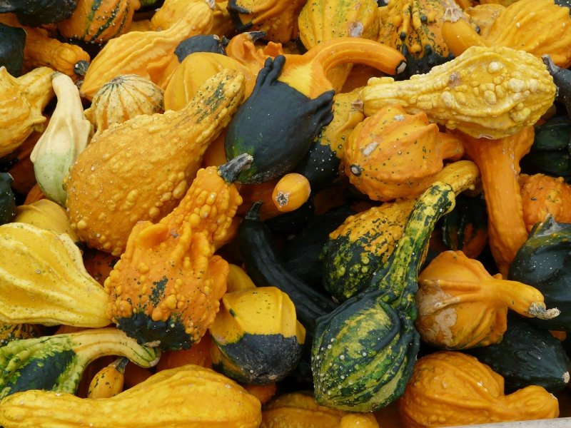 Тыква kleine bicolor