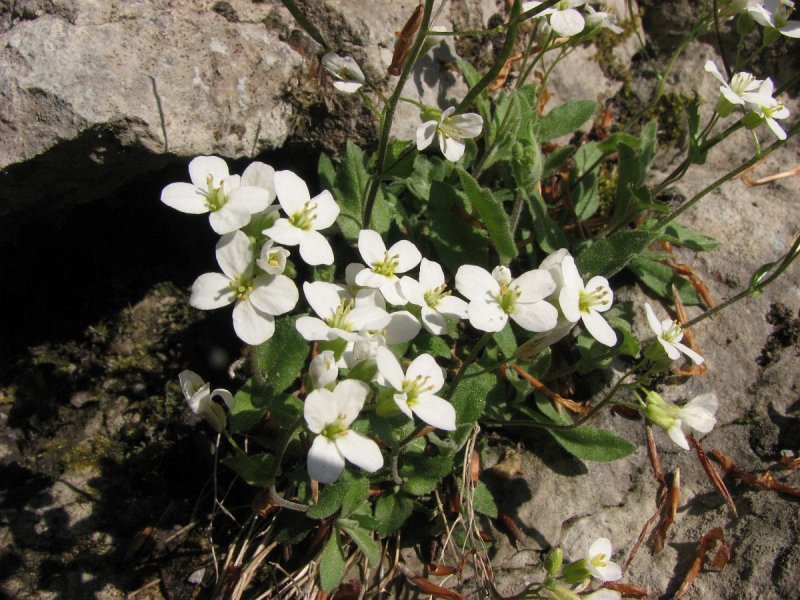 Arabis Alpina (Арабис Альпийский)