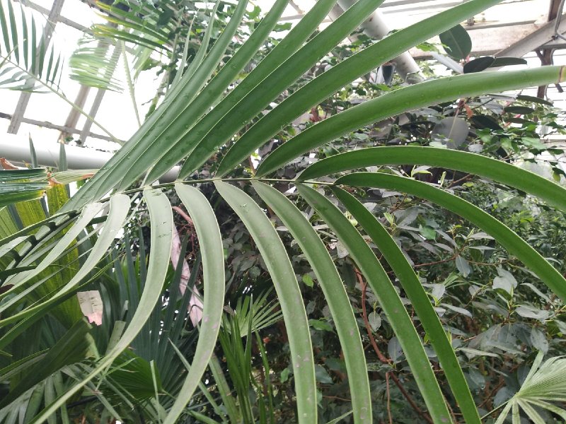 Callistemon salignus
